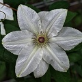 clematis 2023.21 rt