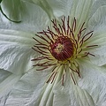 clematis 2023.22 rt