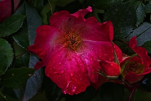 rosa centifolia 2023.25 rt