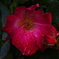 rosa centifolia 2023.25 rt