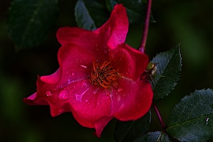 rosa centifolia 2023.26 rt