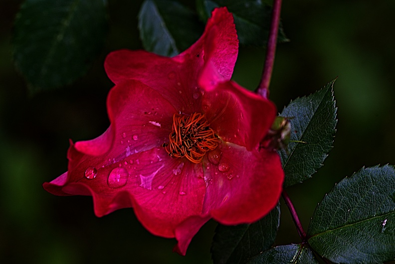 rosa centifolia 2023.26_rt.jpg