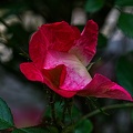 rosa centifolia 2023.27 rt