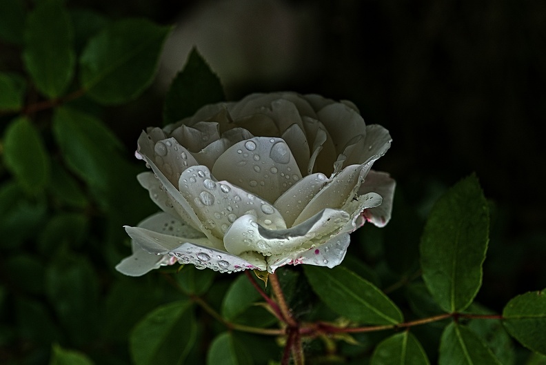 rosa centifolia 2023.28_rt.jpg