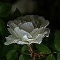 rosa centifolia 2023.28 rt