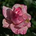 rosa centifolia 2023.29 rt