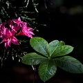 rhododendron 2023.14_rt.jpg