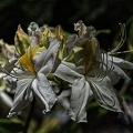 rhododendron 2023.15 rt (1)