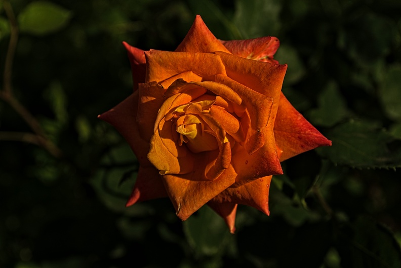 rosa centifolia 2023.30_rt.jpg