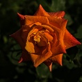 rosa centifolia 2023.30 rt
