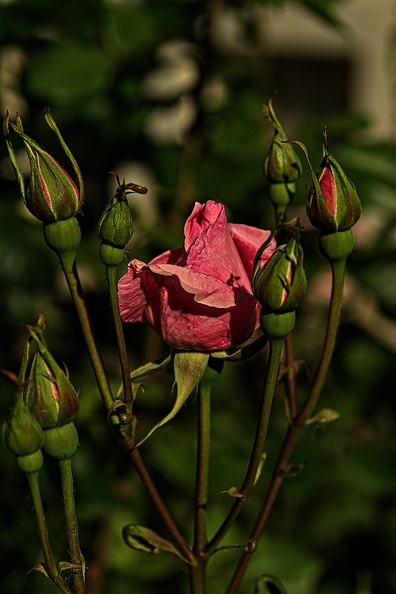 rosa centifolia 2023.31_rt.jpg
