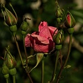 rosa centifolia 2023.31 rt