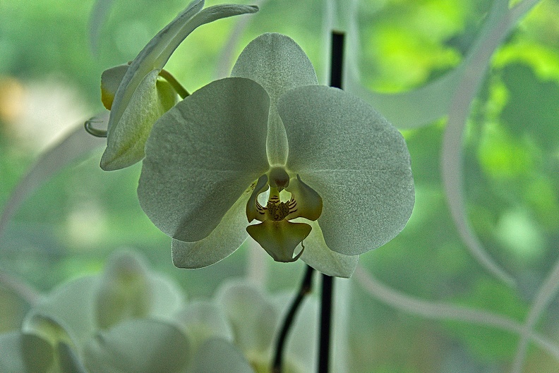 orchideae.2023.18_rt.jpg