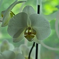 orchideae.2023.18 rt