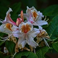 rhododendron 2023.25 rt (1)