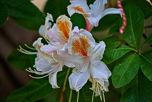 rhododendron 2023.27 rt (1)