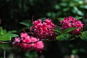 rhododendron 2023.29 rt (1)