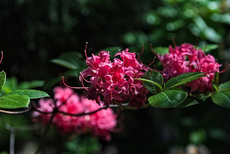 rhododendron 2023.29_rt (1).jpg