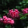 rhododendron 2023.29 rt (1)