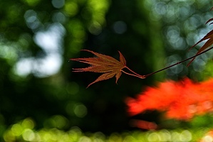 red leaves 2023.13 rt