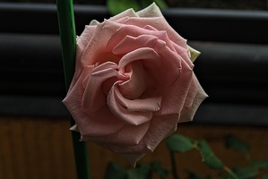 rosa centifolia 2023.32 rt (2)
