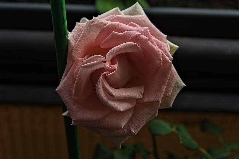 rosa centifolia 2023.32_rt (2).jpg