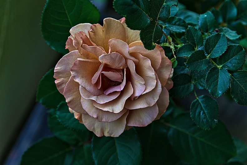 rosa centifolia 2023.33_rt (2).jpg