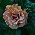 rosa centifolia 2023.33 rt (2)