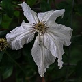 clematis 2023.23 rt (2)