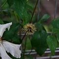 clematis 2023.24 rt (1)