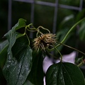 clematis 2023.24 rt (2)