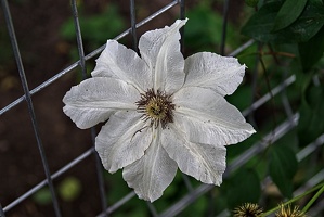clematis 2023.25 rt