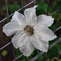 clematis 2023.25 rt