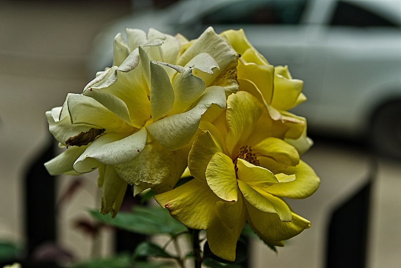 rosa centifolia 2023.35_rt (1).jpg