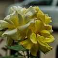 rosa centifolia 2023.35 rt (1)