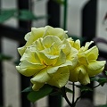 rosa centifolia 2023.36 rt (1)