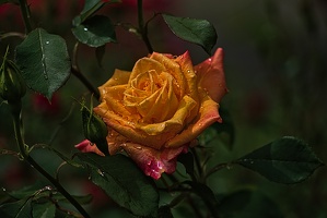 rosa centifolia 2023.38 rt (1)
