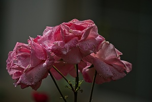 rosa centifolia 2023.39 rt (1)