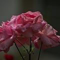 rosa centifolia 2023.39_rt (1).jpg