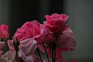 rosa centifolia 2023.40 rt (1)