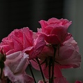rosa centifolia 2023.40 rt (1)