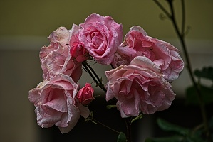 rosa centifolia 2023.41 rt (1)