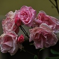 rosa centifolia 2023.41 rt (1)