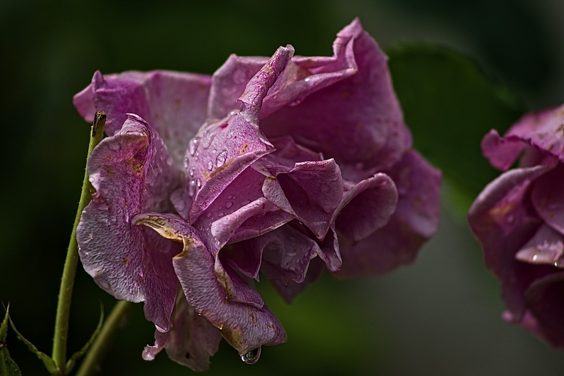 rosa centifolia 2023.43_rt (1).jpg