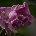 rosa centifolia 2023.43 rt (1)