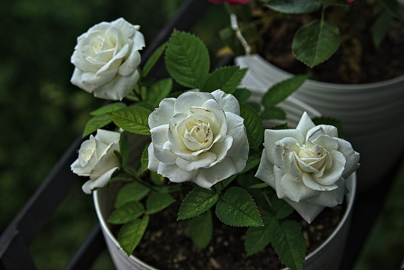 rosa centifolia 2023.45_rt (1).jpg