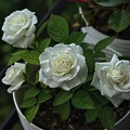 rosa centifolia 2023.45 rt (1)