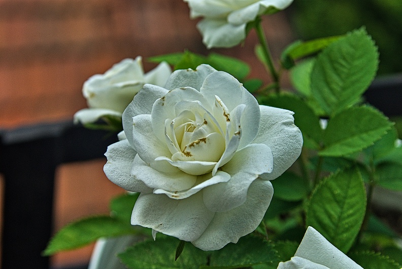 rosa centifolia 2023.47_rt (1).jpg