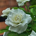 rosa centifolia 2023.47 rt (1)