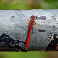 dragonfly 2023.01_dt.jpg
